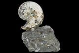Fossil Ammonite (Hoploscaphites) - South Dakota #115152-1